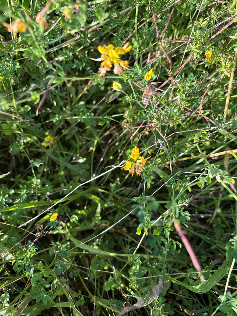 Gemeine Langbauchschwebfliege — Bild 3