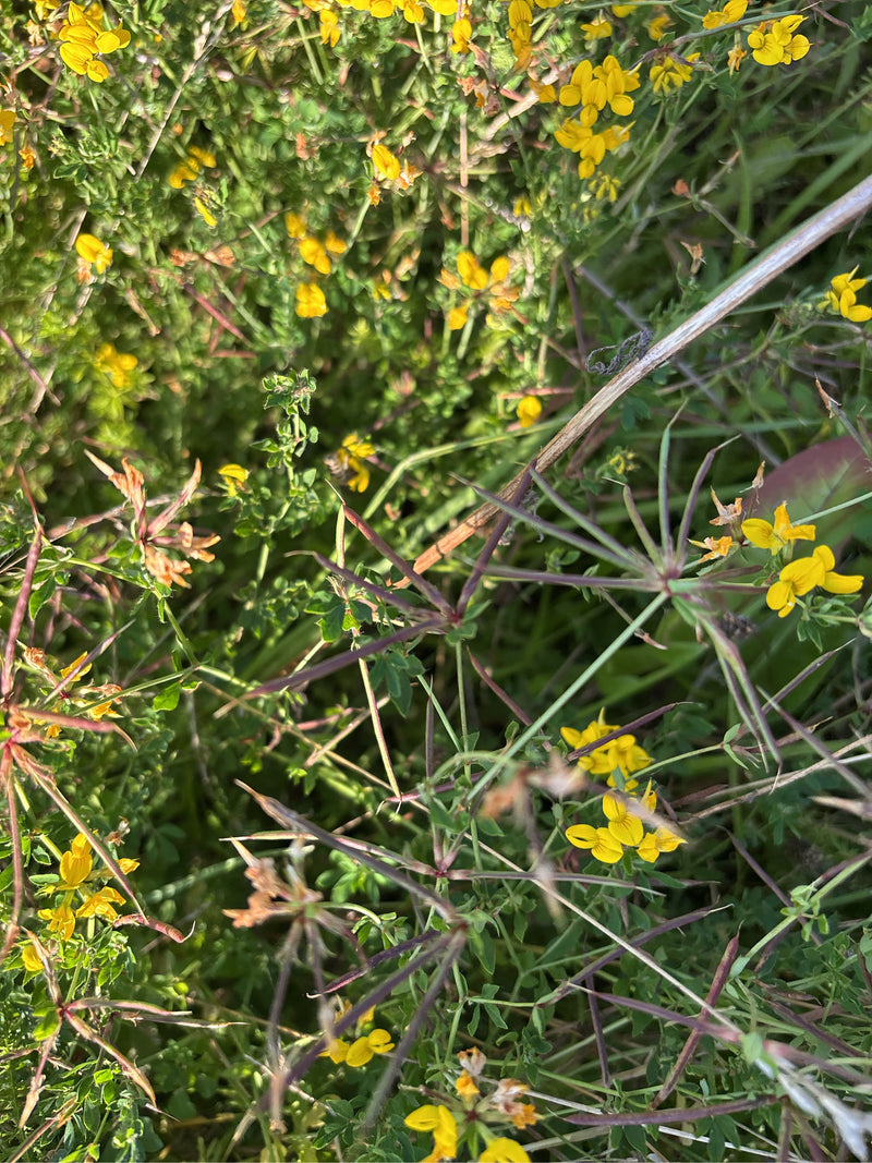 Gemeine Langbauchschwebfliege — Bild 4