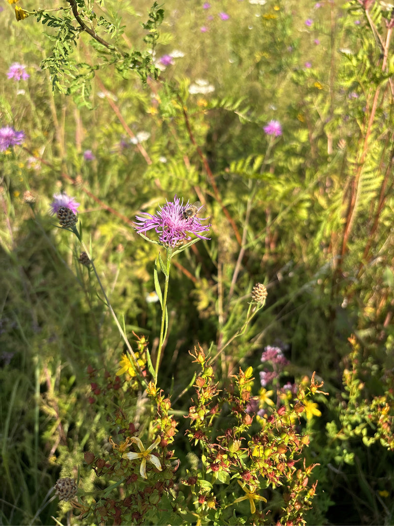 Gemeine Langbauchschwebfliege — Bild 5