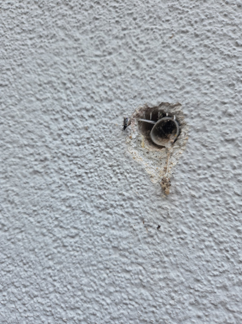 Gemeine Mauerwespe — Bild 2