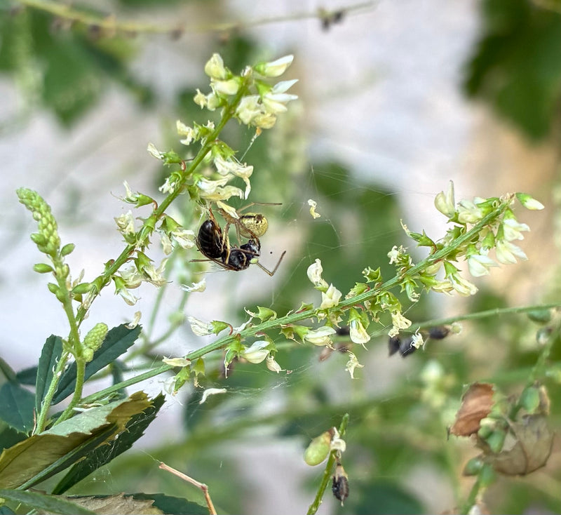 Gemeine Mauerwespe — Bild 3