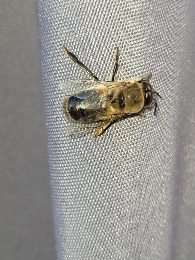 Bienenschwebfliege — Bild 2