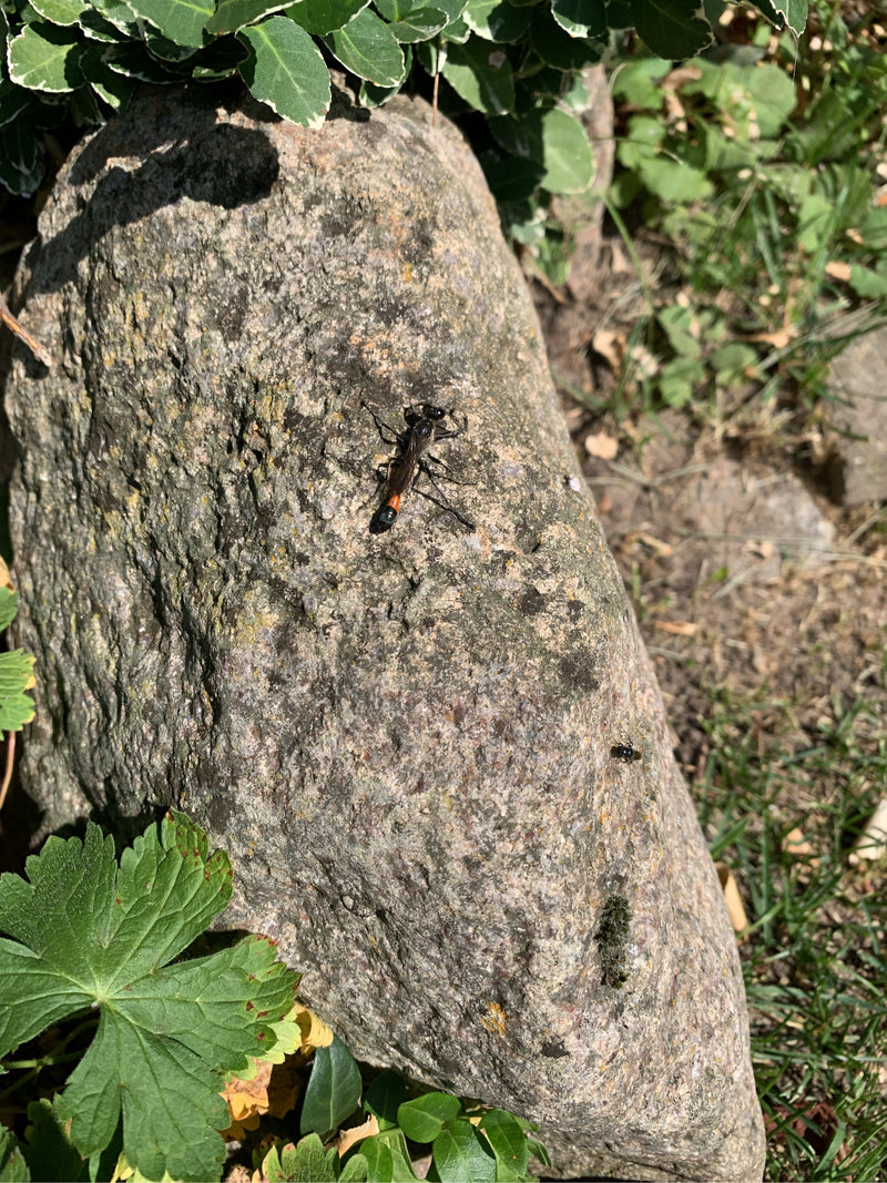 Gemeine Sandwespe — Bild 3