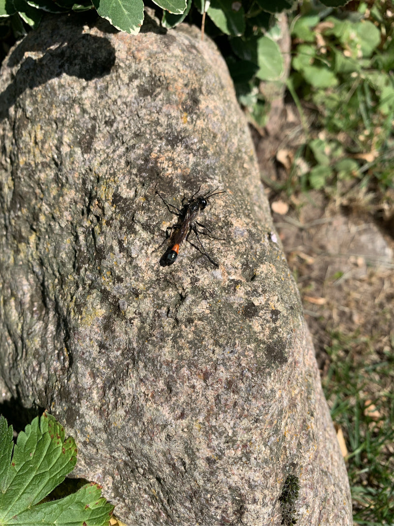 Gemeine Sandwespe — Bild 5