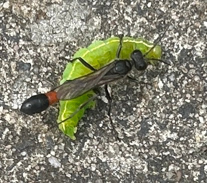 Gemeine Sandwespe — Bild 1
