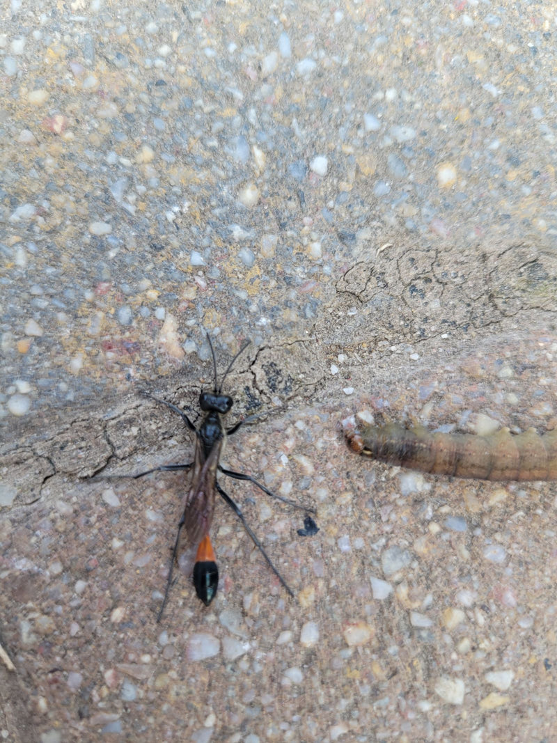 Gemeine Sandwespe — Bild 1