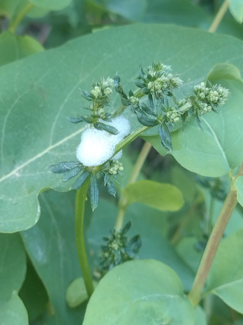 Gemeine Schaumzikade — Bild 1