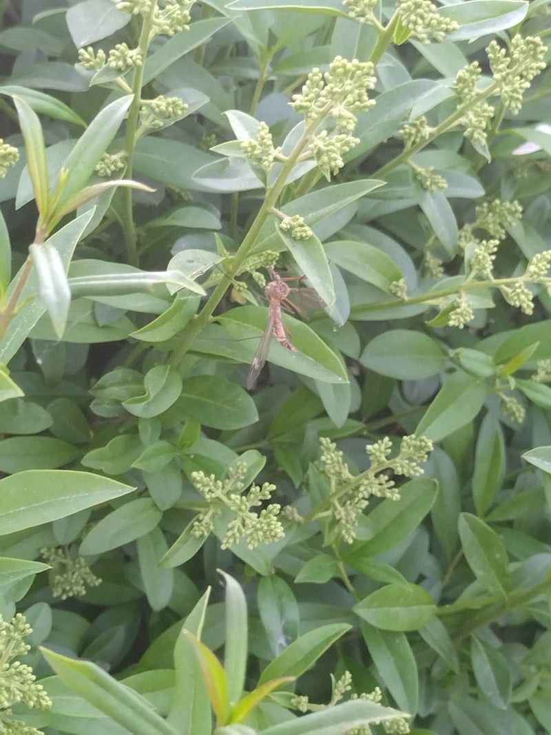 Kohlschnake — Bild 5