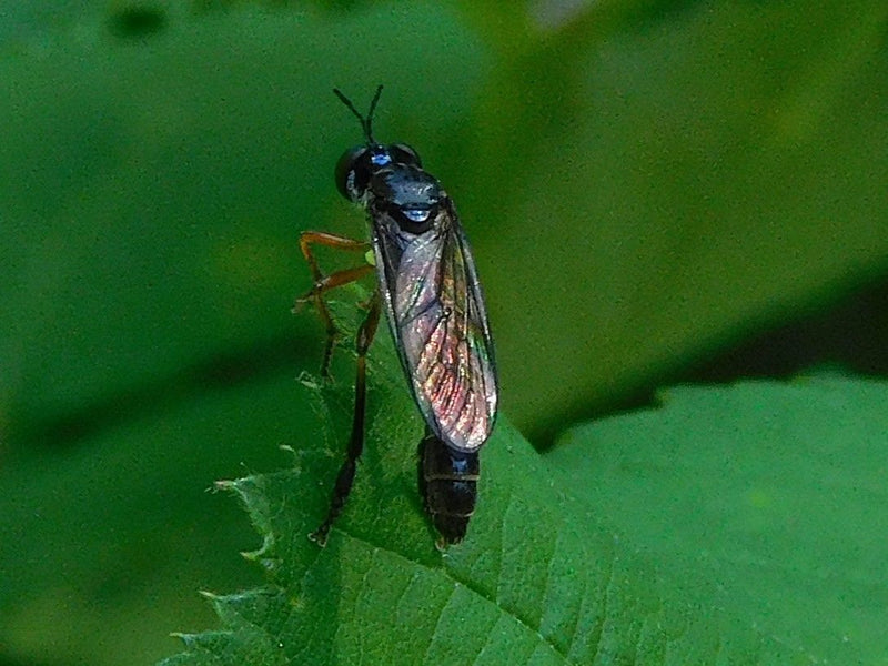 Gemeine Wiesenschwebfliege — Bild 1