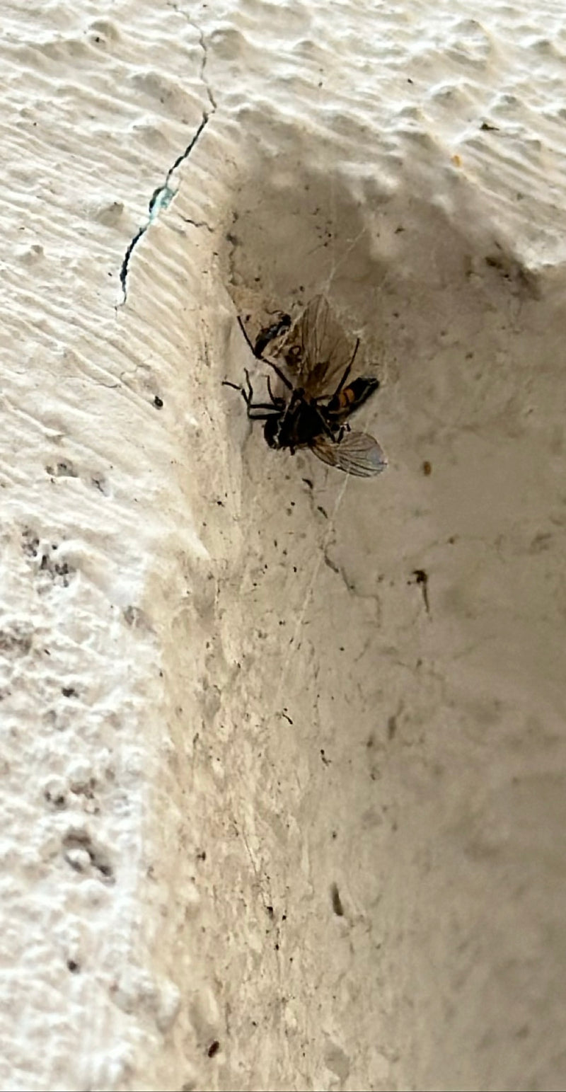Gemeine Schwebfliege — Bild 3