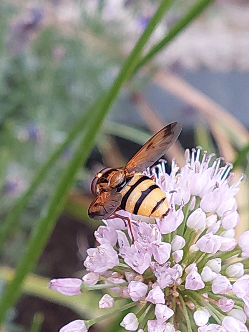 Gemeine Schwebfliege — Bild 1