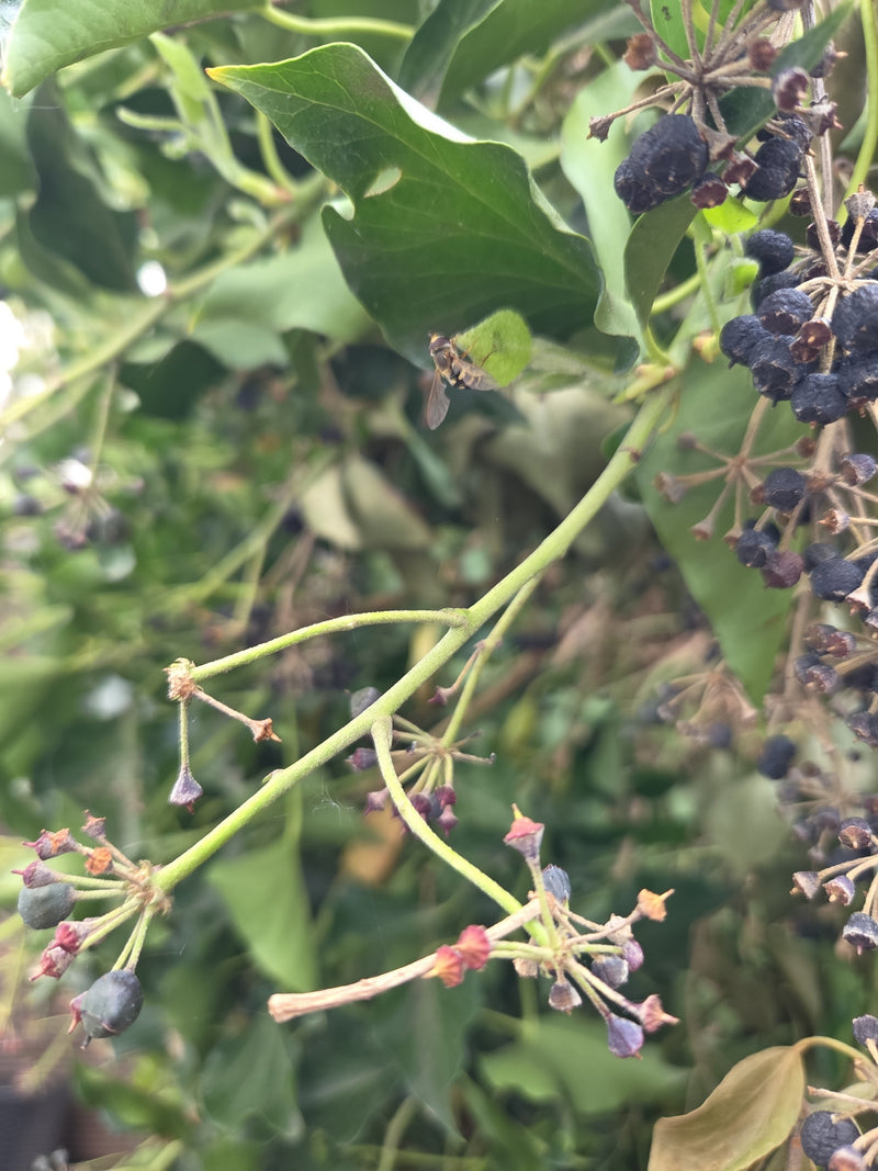 Gemeine Schwebfliege — Bild 1