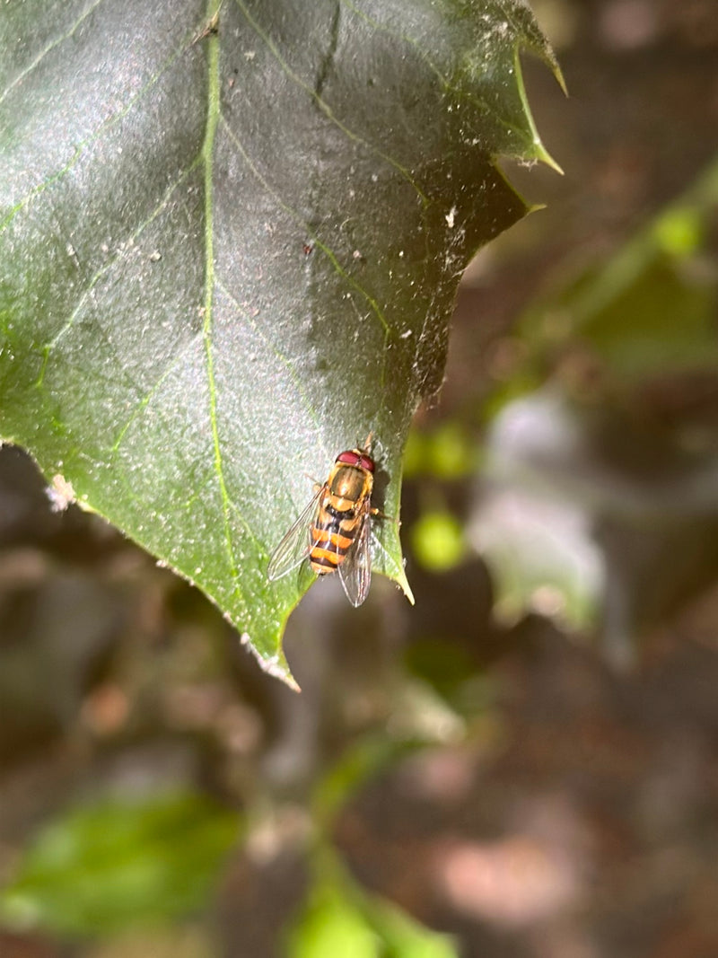 Gemeine Schwebfliege — Bild 5