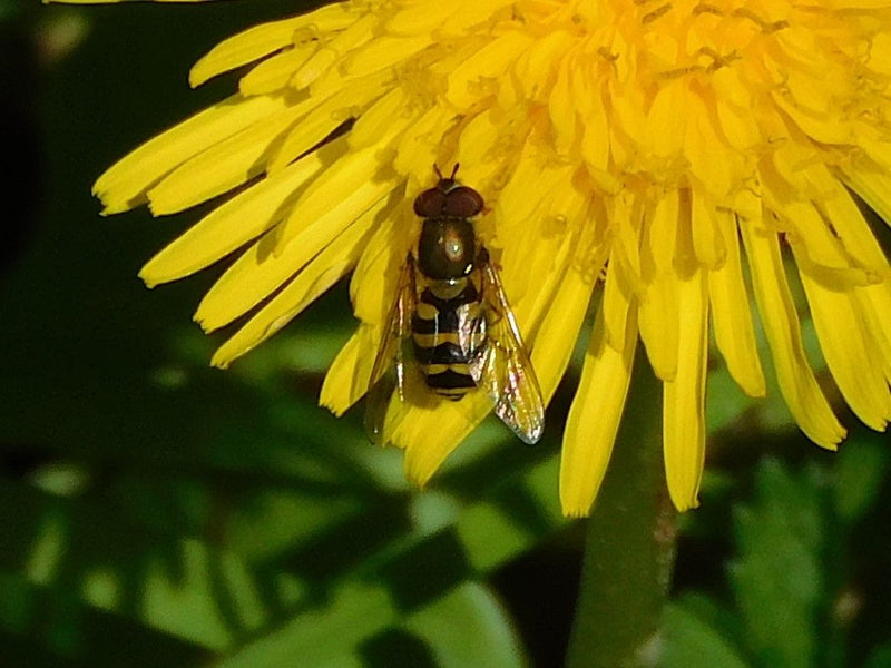 Gemeine Schwebfliege — Bild 4