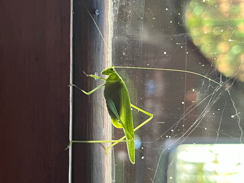 Gemeine Sichelschrecke — Bild 1