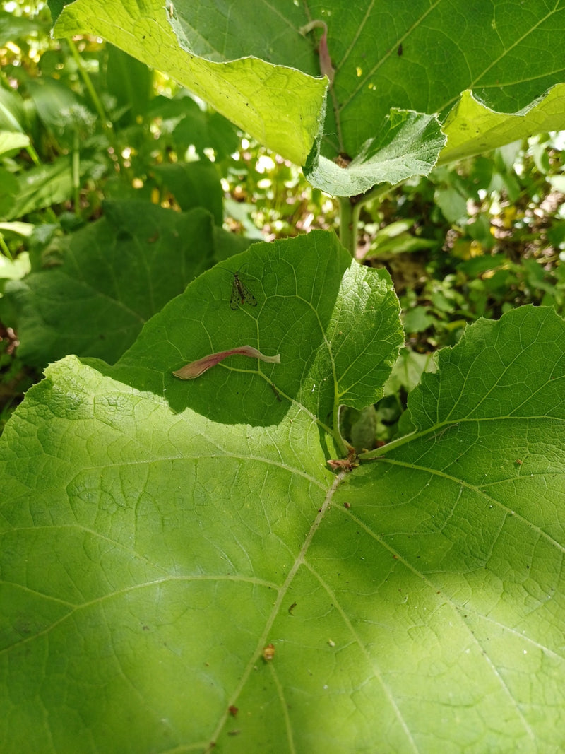 Gemeine Skorpionsfliege — Bild 2