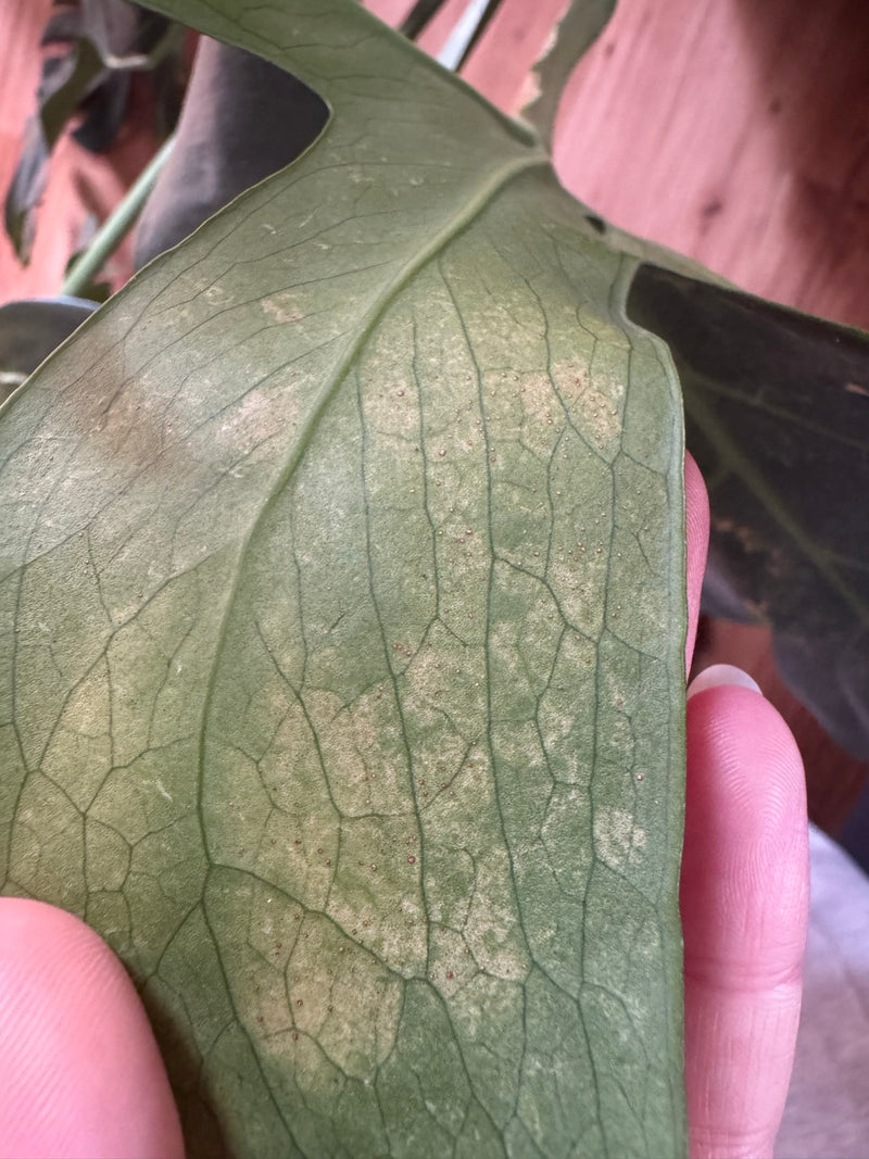 Gemeine Spinnmilbe — Bild 2