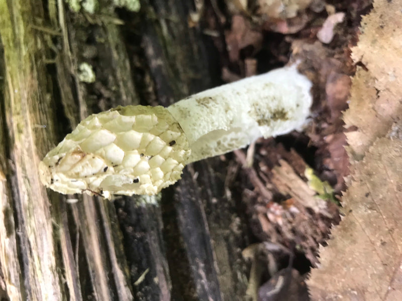 Gemeine Stinkmorchel — Bild 1 von 3
