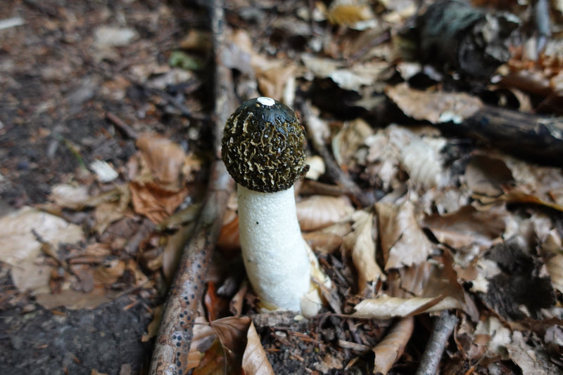 Ein aufrechter Fruchtkörper der Gemeinen Stinkmorchel wächst zwischen herabgefallenem Laub auf dem Waldboden.