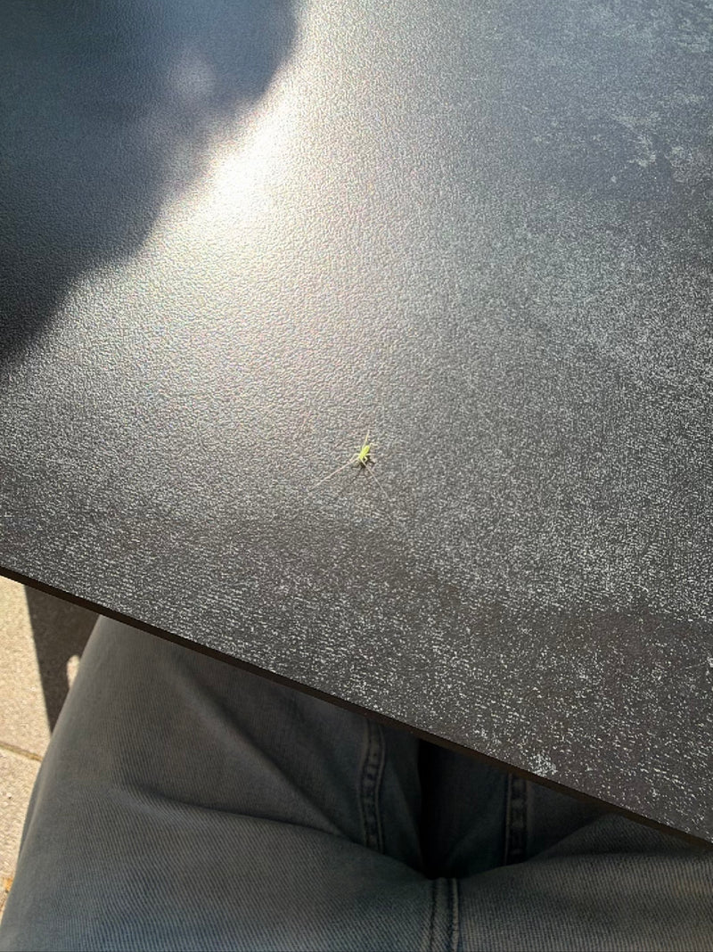 Gemeine Strauchschrecke (Nymphe) — Bild 3