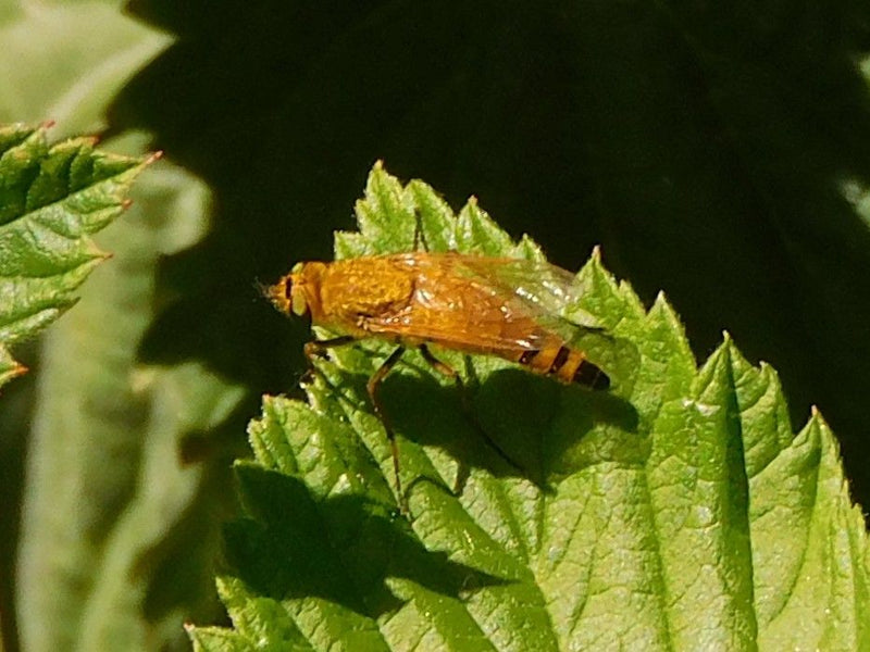 Gemeine Tanzfliege — Bild 4