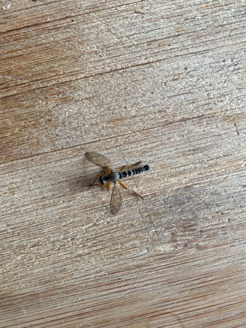 Gemeine Tanzfliege — Bild 1