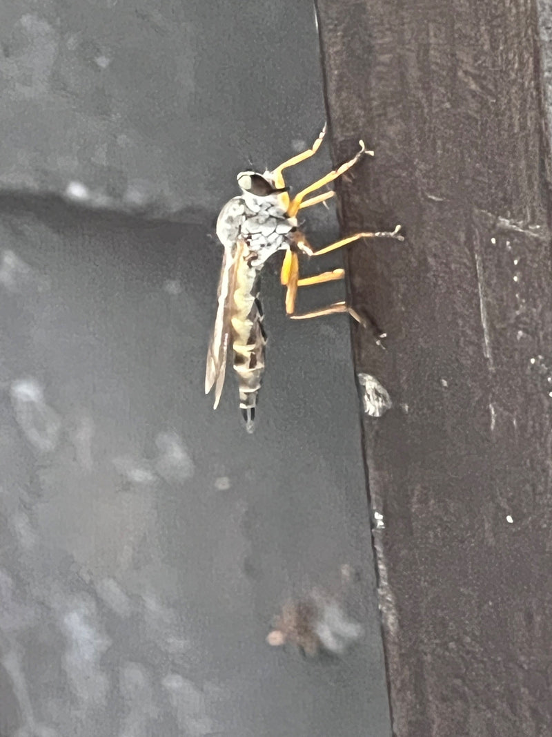 Gemeine Tanzfliege — Bild 5