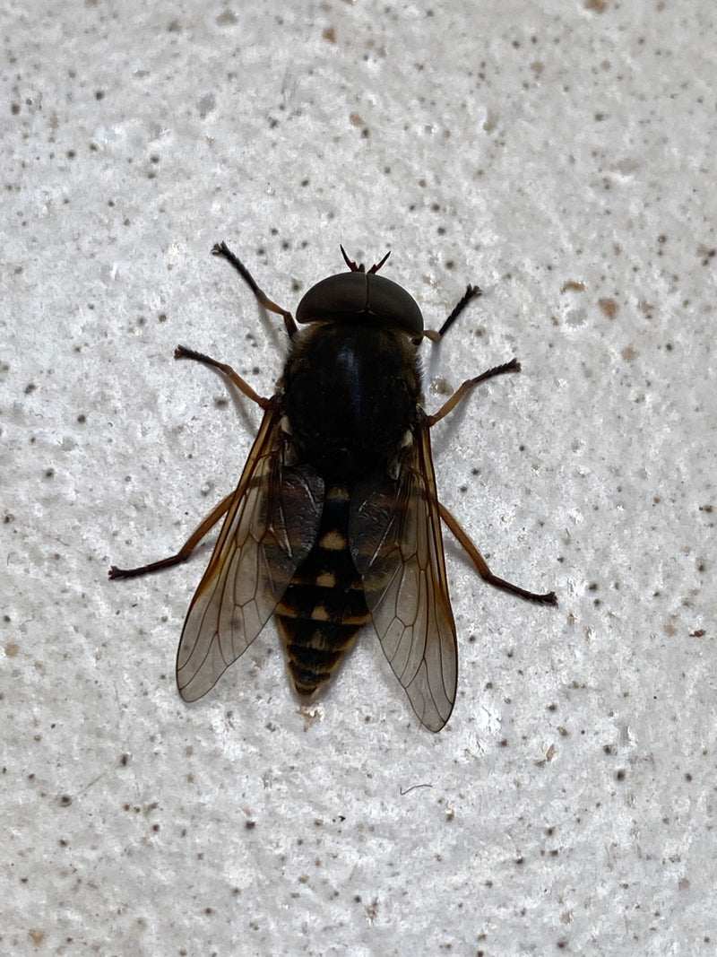 Gemeine Viehbremse — Bild 3