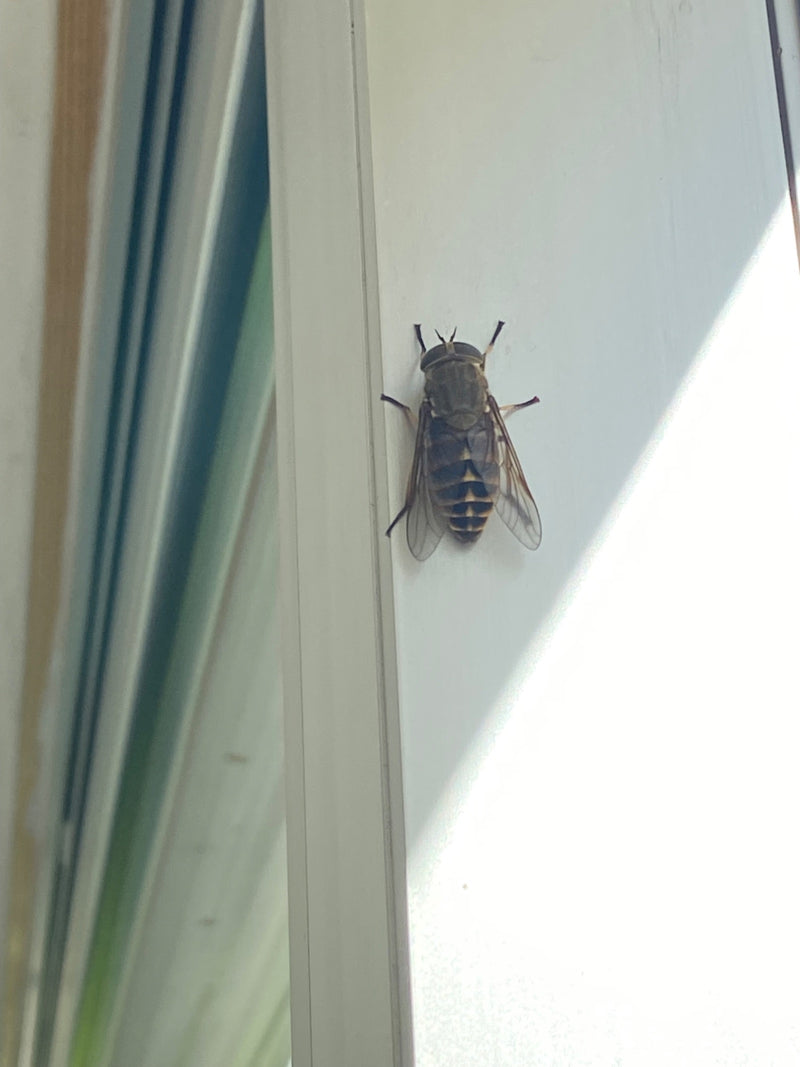 Gemeine Viehbremse — Bild 5