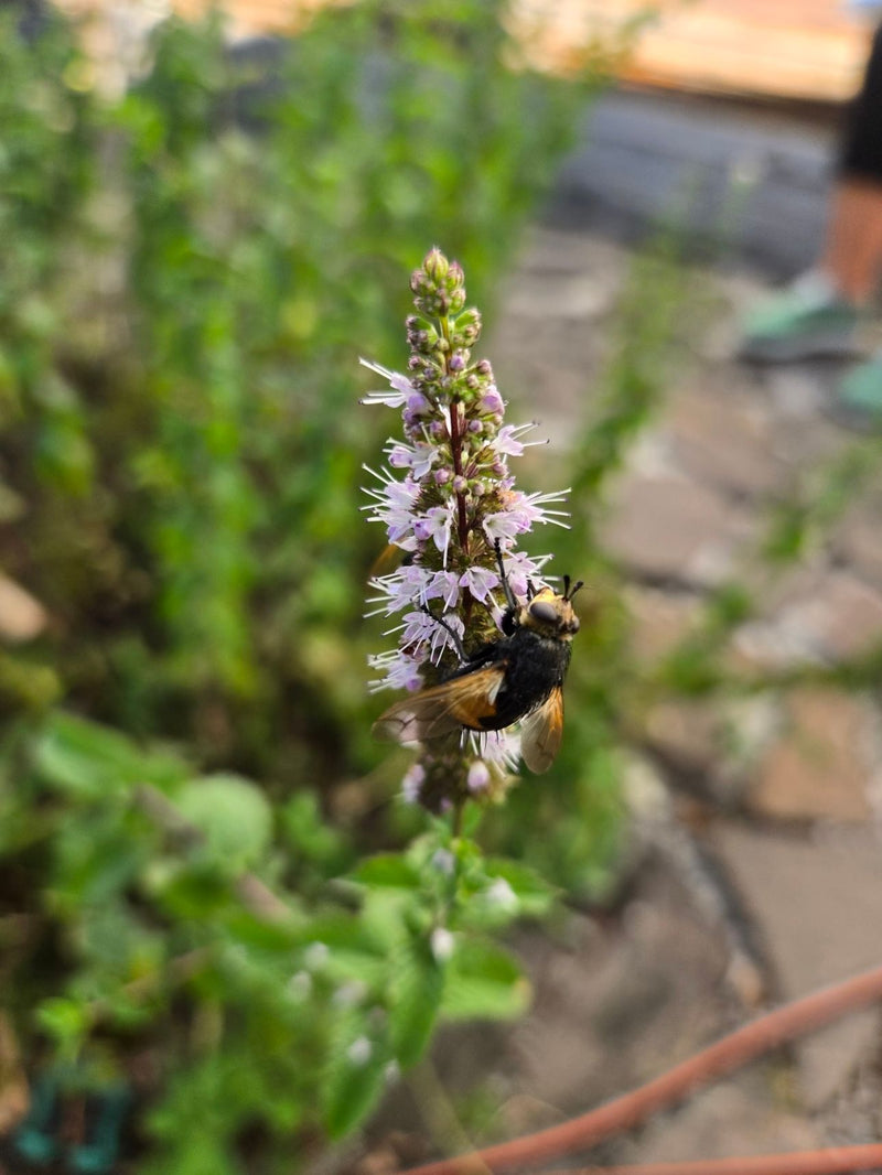 Gemeine Waldschwebfliege — Bild 2
