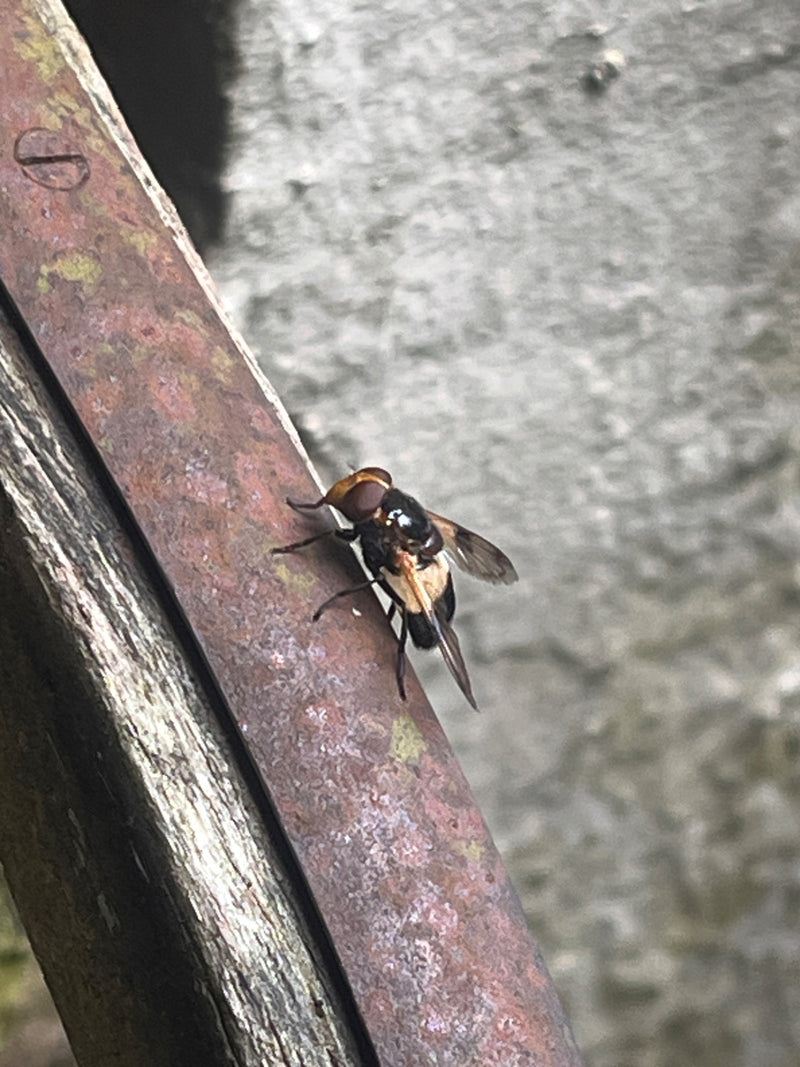Gemeine Waldschwebfliege — Bild 1