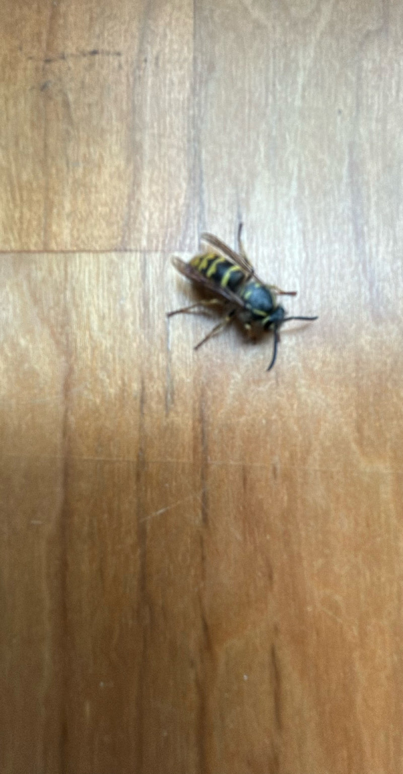 Gemeine Wespe — Bild 1