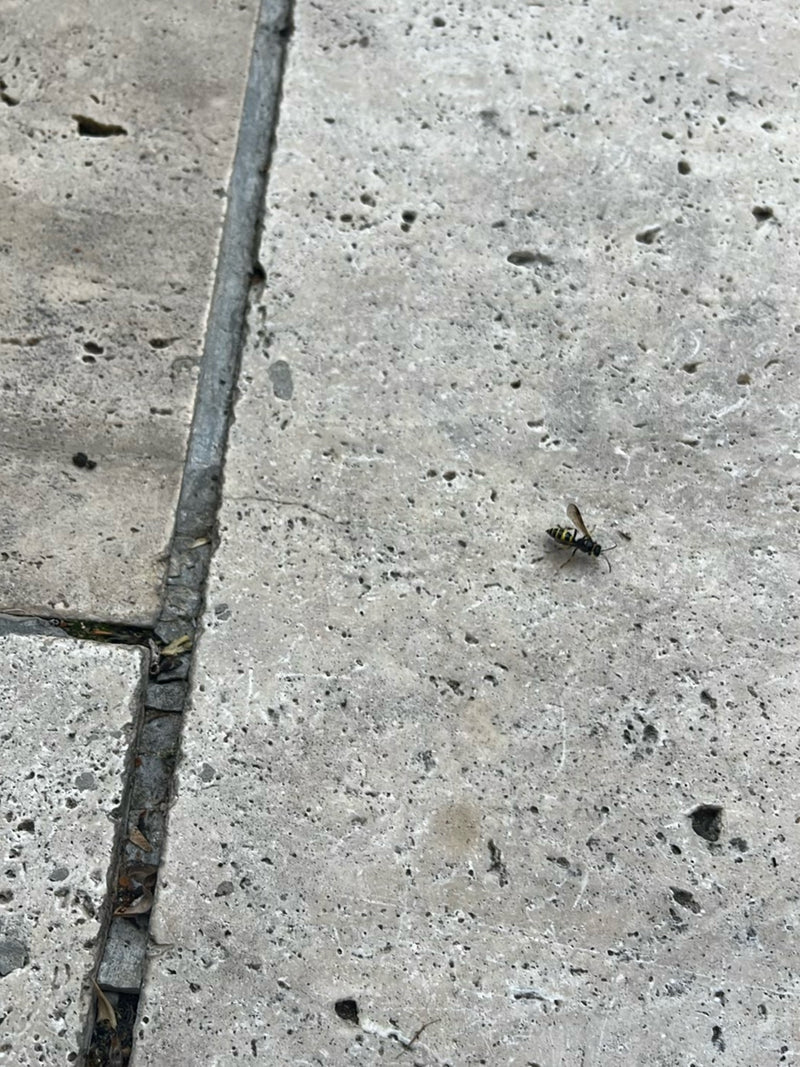 Gemeine Wespe — Bild 4