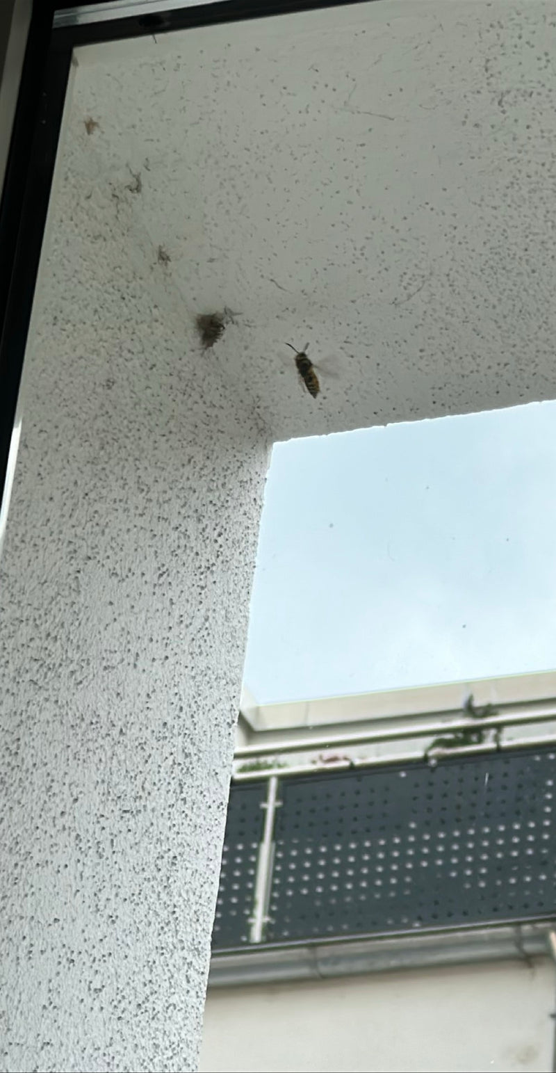 Gemeine Wespe — Bild 2