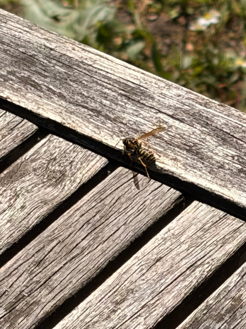 Gemeine Wespe — Bild 2