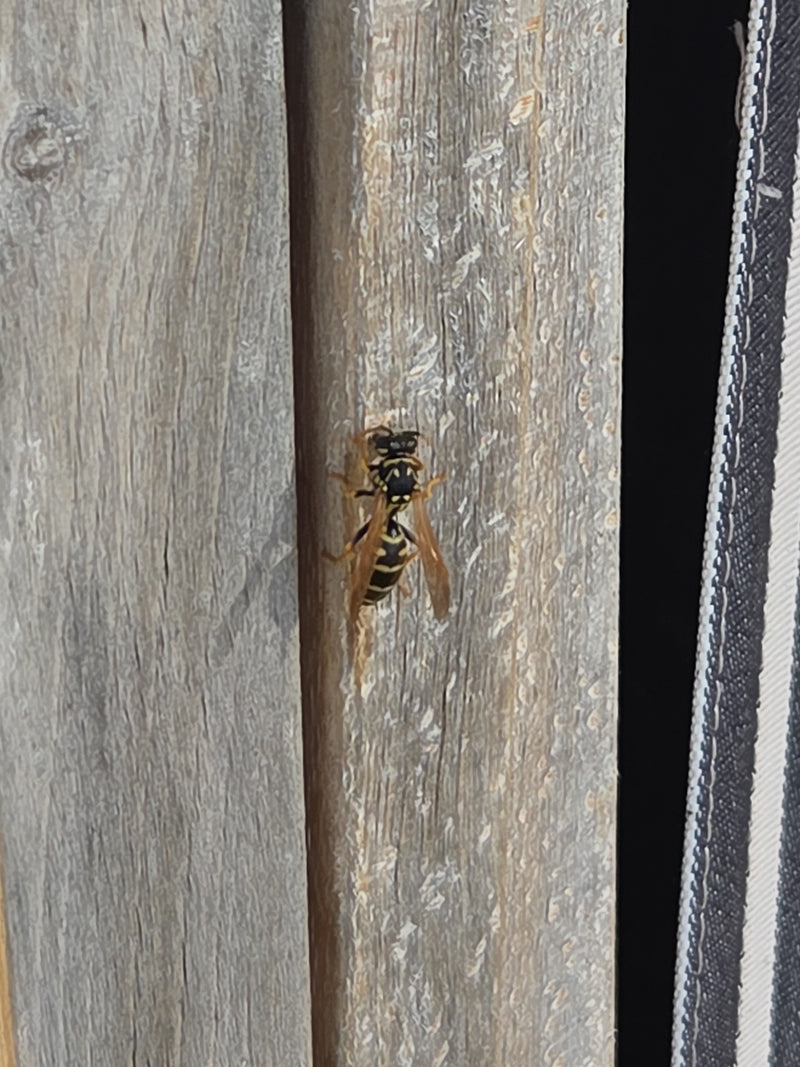Gemeine Wespe — Bild 5