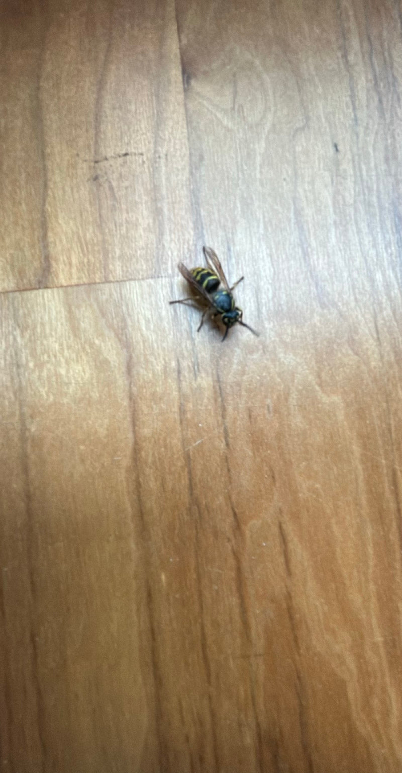 Gemeine Wespe — Bild 4