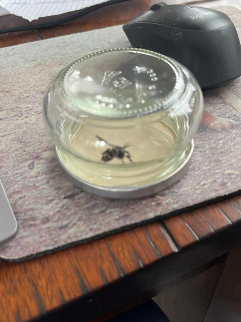 Gemeine Wespe (Gattung Vespula) — Bild 1