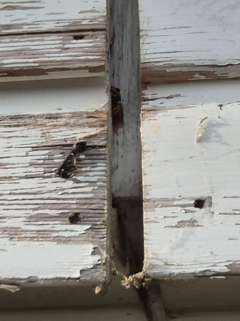 Gemeine Wespe (Gattung Vespula) — Bild 3