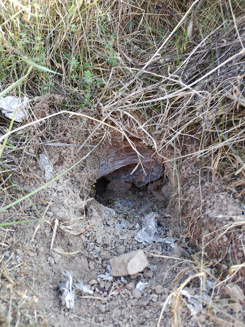 Gemeine Wespe (Gattung Vespula) — Bild 1