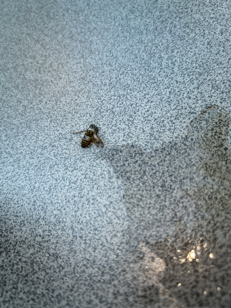 Gemeine Wespe (Gattung Vespula) — Bild 2