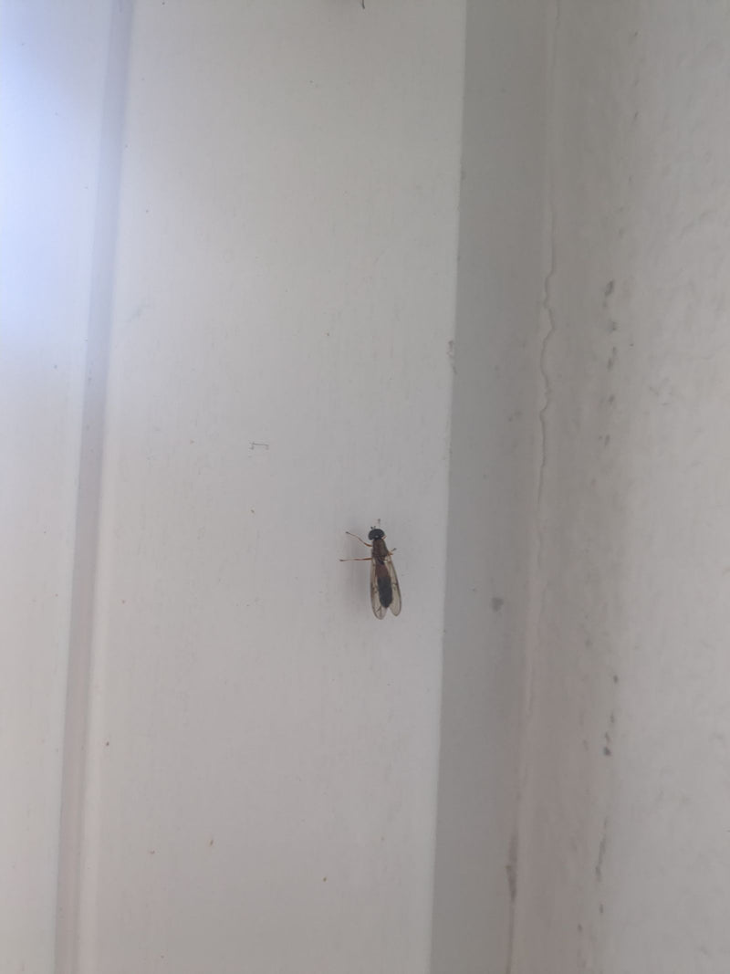 Eine Gemeine Wiesenschwebfliege sitzt in Ruhestellung an einer weißen Wand.