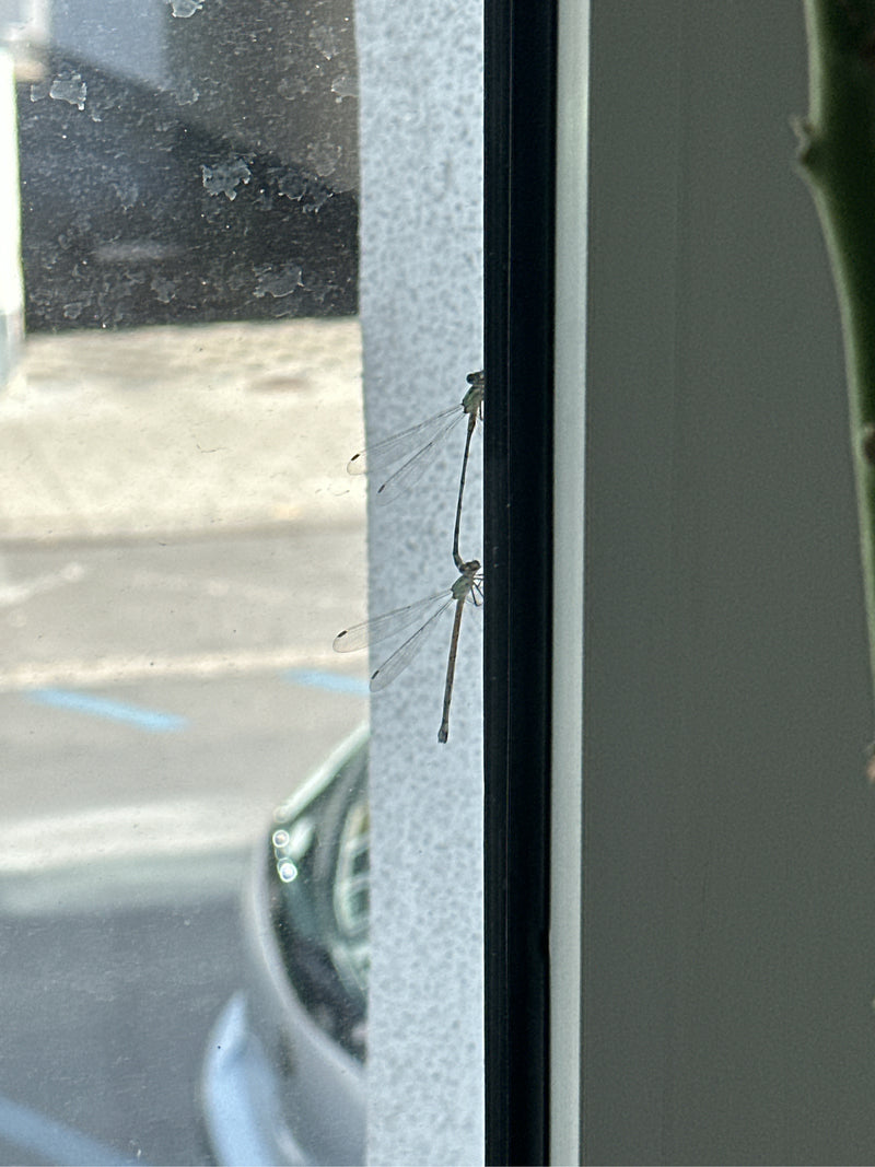 Gemeine Winterlibelle — Bild 4