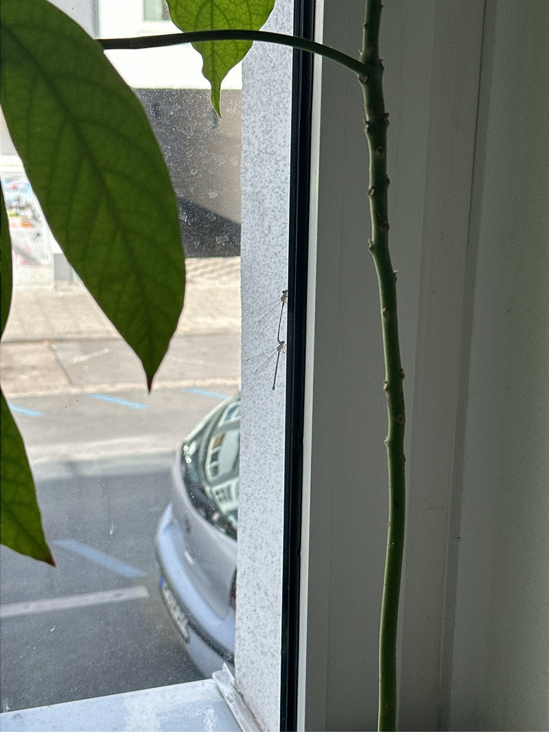 Gemeine Winterlibelle — Bild 2