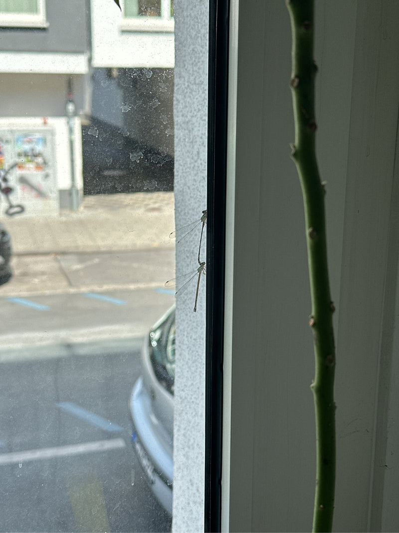 Gemeine Winterlibelle — Bild 5
