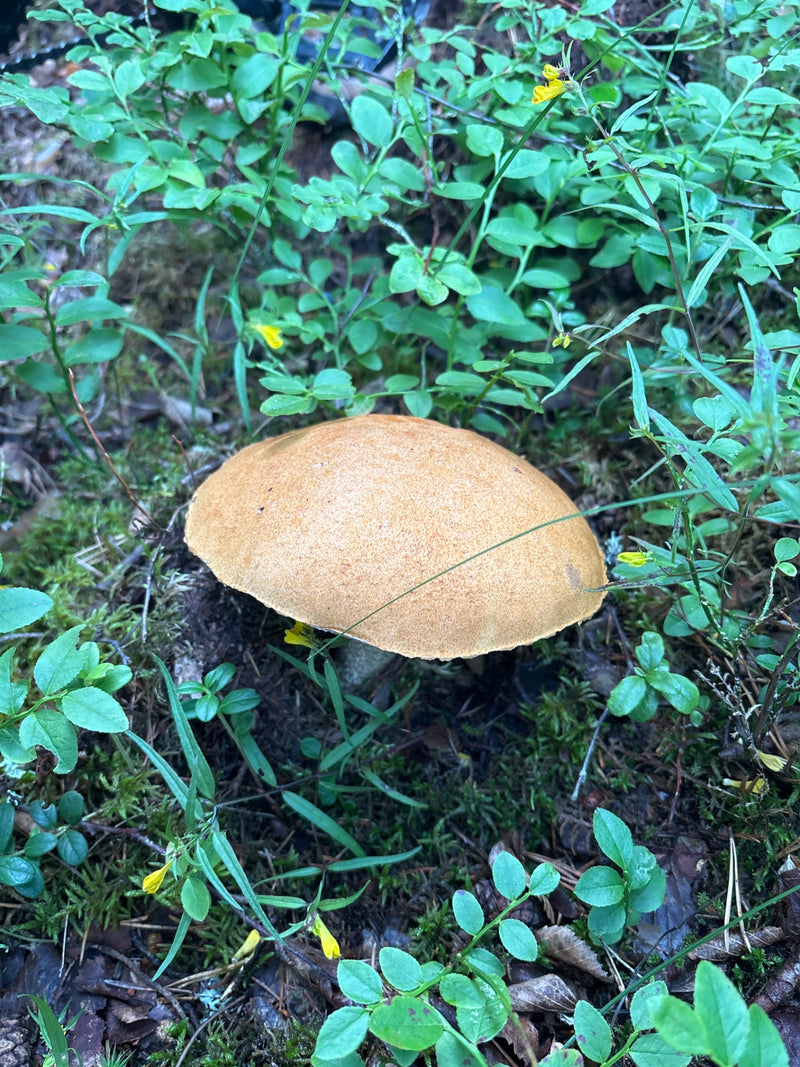 Gemeiner Birkenpilz — Bild 4 von 18