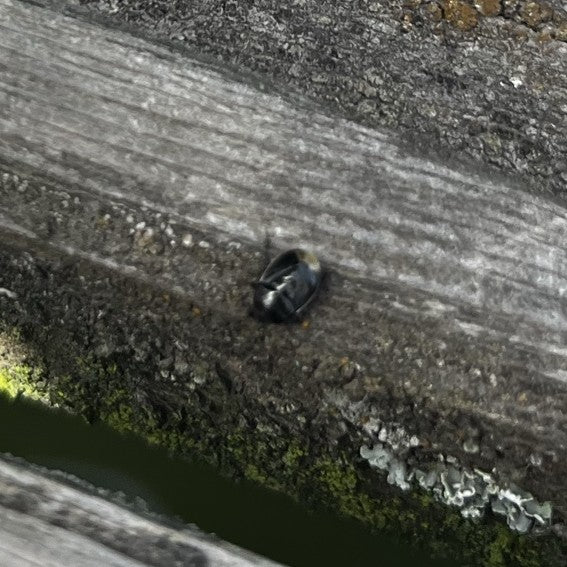 Gemeiner Dungkäfer (Sphaeridium scarabaeoides) — Bild 1
