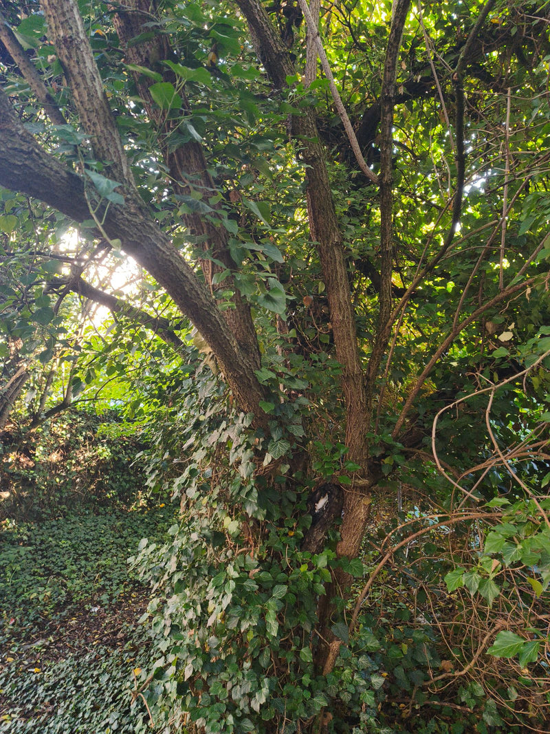 Dichte Efeuranken mit charakteristischen Blättern klettern an einem Baumstamm empor und bedecken den Waldboden.