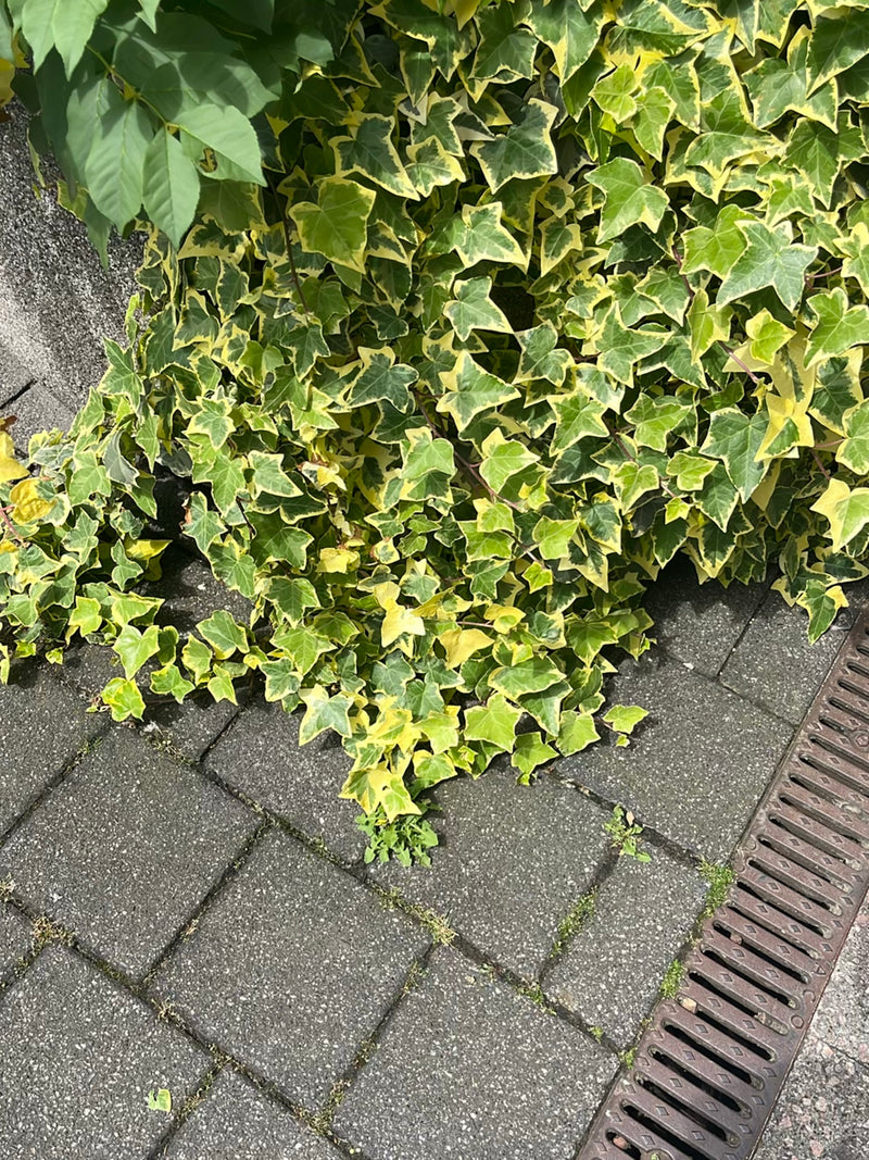 Efeu — Bild 3