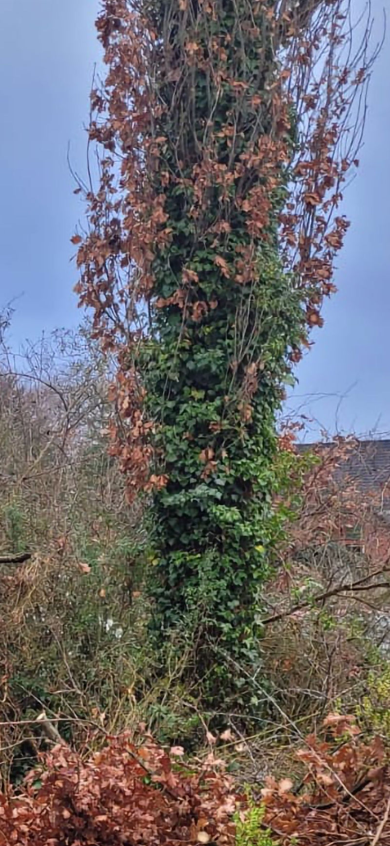 Efeu — Bild 2
